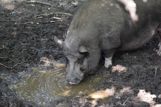 部的辉煌背 部的辉煌背